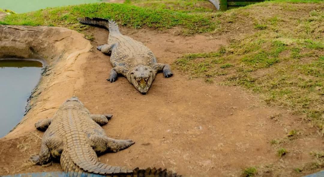 فيلا Phezulu Safari Park Botha's Hill المظهر الخارجي الصورة