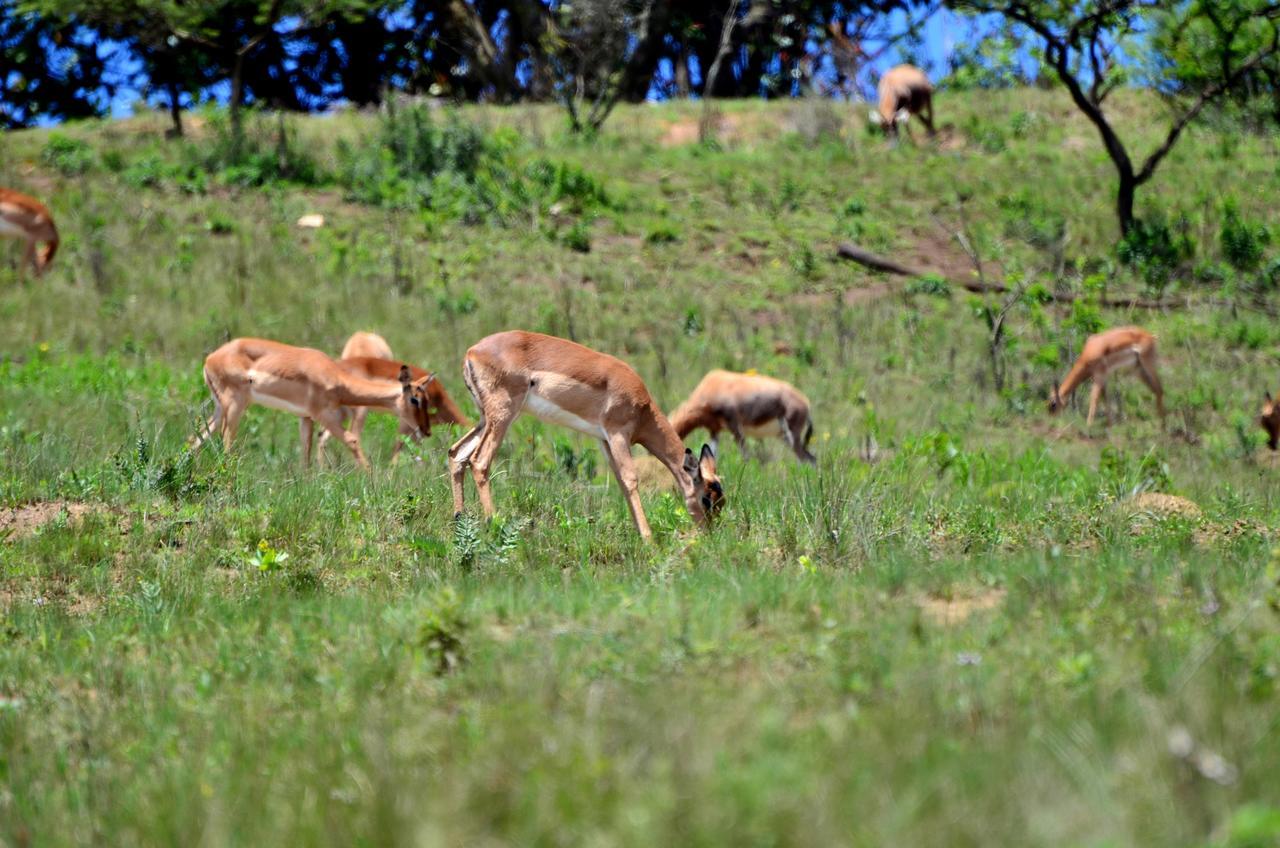 فيلا Phezulu Safari Park Botha's Hill المظهر الخارجي الصورة